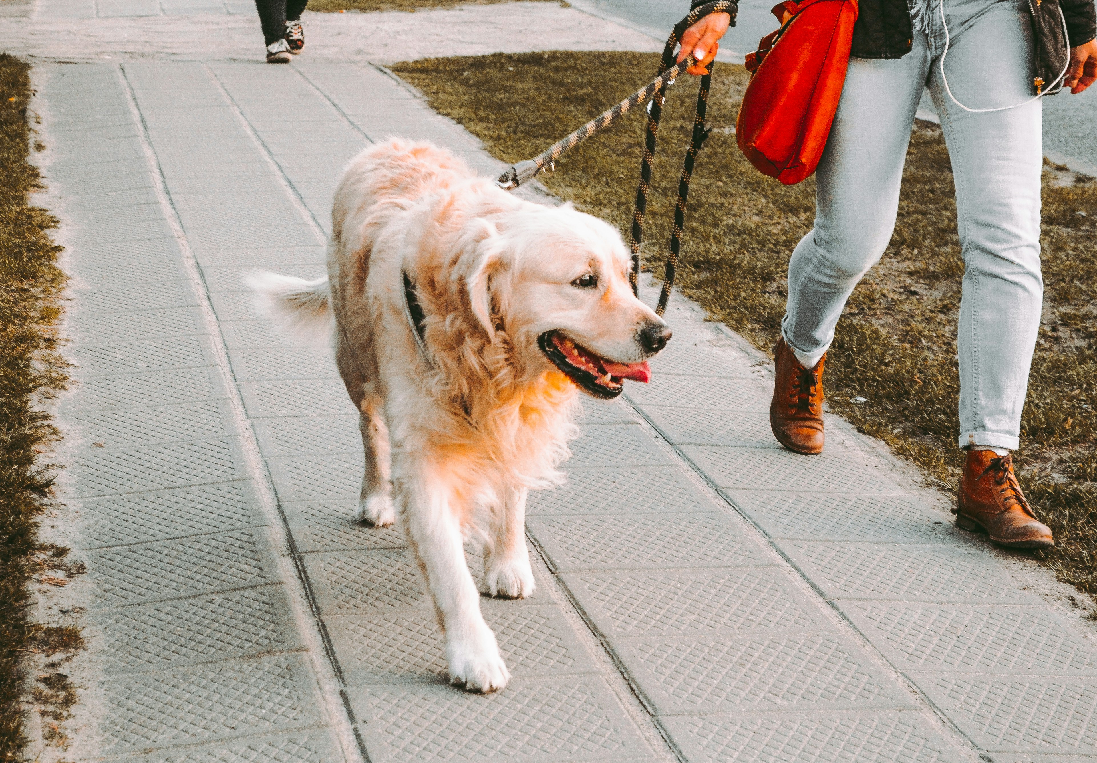 A person walking a golden retriever on a leash
